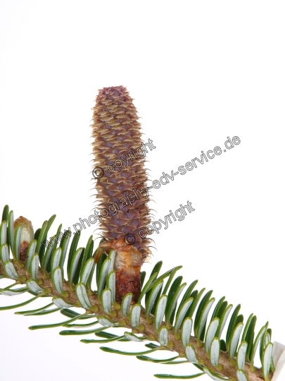 Abies alba (Weiß Tanne)