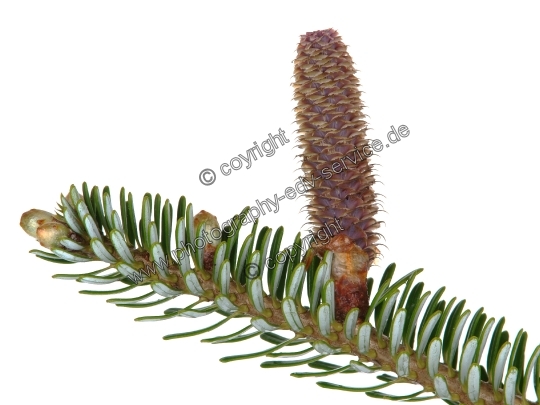 Abies alba (Weiß Tanne)