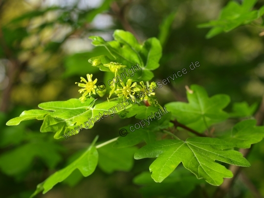 Acer campestre (Feld Ahorn)