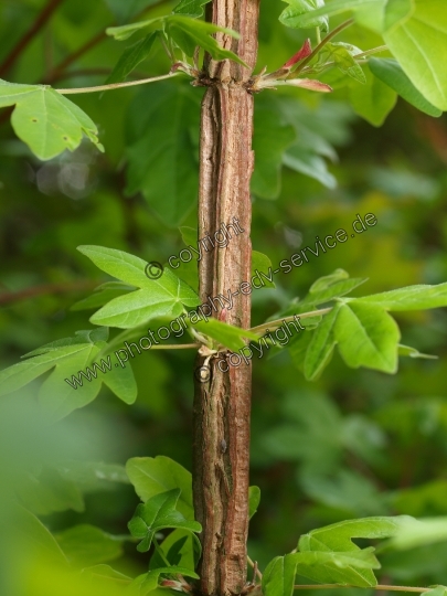 Acer campestre (Feld Ahorn)