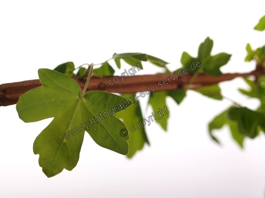 Acer campestre (Feld Ahorn)