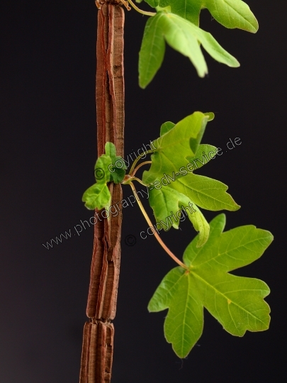 Acer campestre (Feld Ahorn)