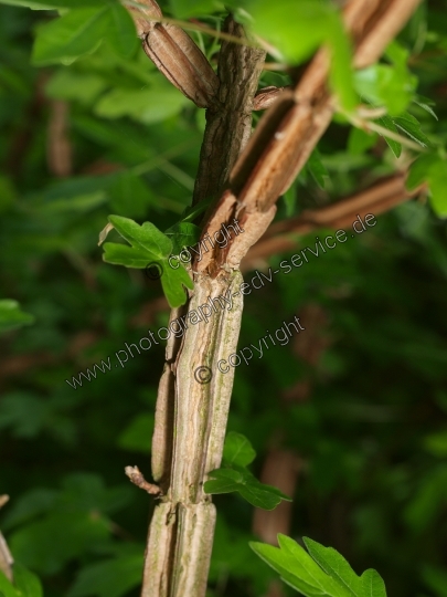 Acer campestre (Feld Ahorn)