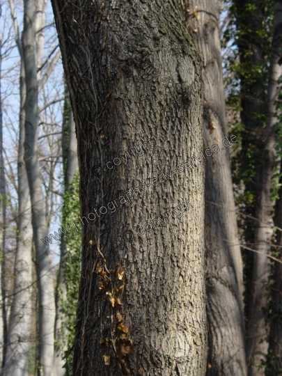 Acer campestre (Feld Ahorn)