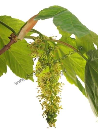 Acer pseudoplatanus (Berg Ahorn)