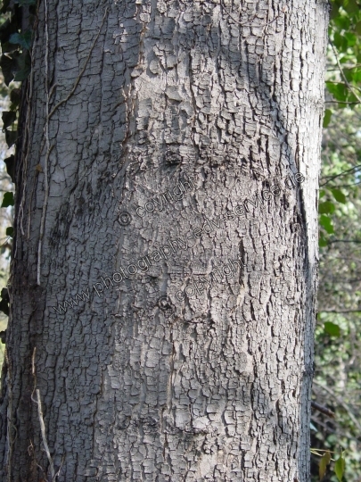 Acer pseudoplatanus (Berg Ahorn)