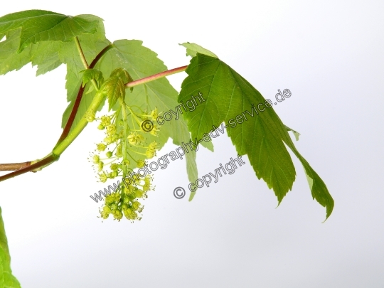 Acer pseudoplatanus (Berg Ahorn)