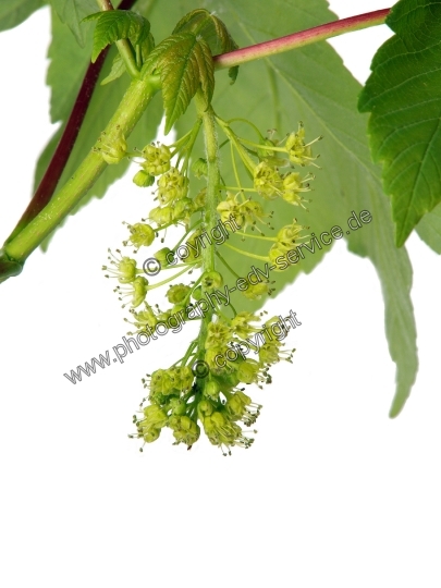 Acer pseudoplatanus (Berg Ahorn)