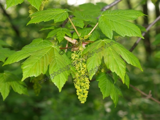 Acer pseudoplatanus (Berg Ahorn)