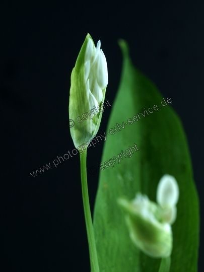 Allium ursinum (Bärlauch)