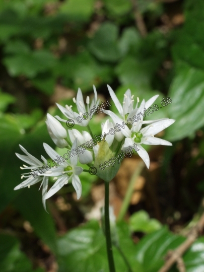 Allium ursinum (Bärlauch)