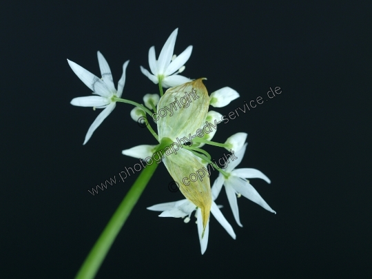 Allium ursinum (Bärlauch)