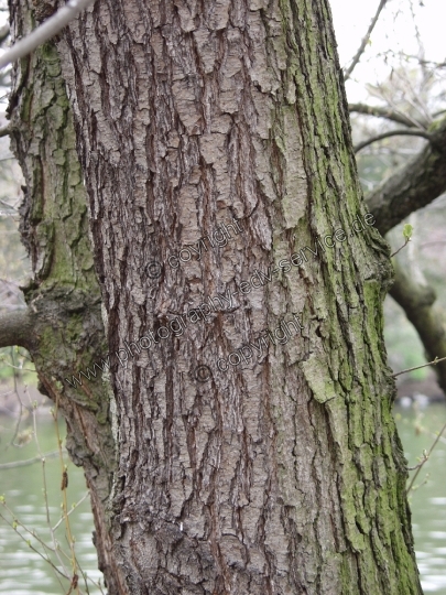 Alnus glutinosa (Schwarz-Erle)