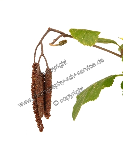 Alnus glutinosa (Schwarz-Erle)