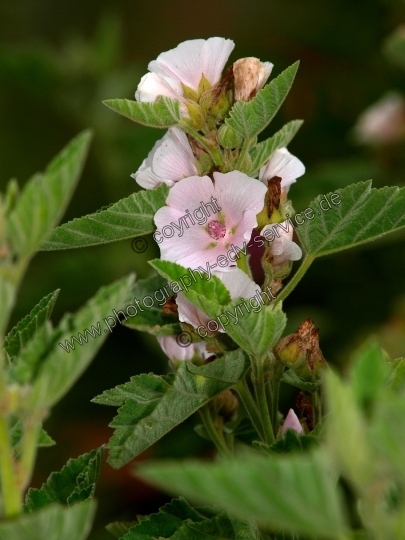 Althaea officinalis (Echte Eibisch)