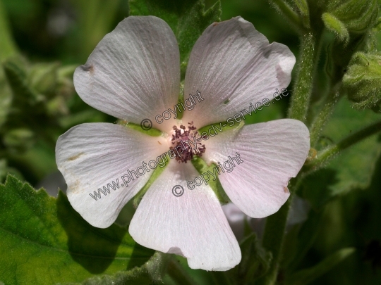 Althaea officinalis (Echte Eibisch)