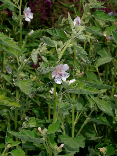 Althaea officinalis (Echte Eibisch)