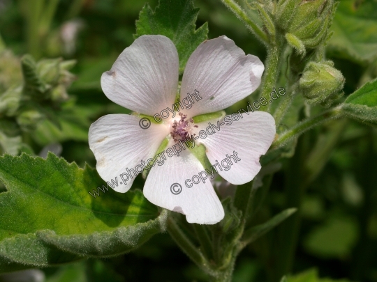 Althaea officinalis (Echte Eibisch)