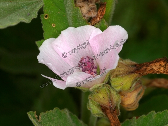 Althaea officinalis (Echte Eibisch)