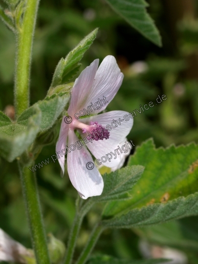 Althaea officinalis (Echte Eibisch)