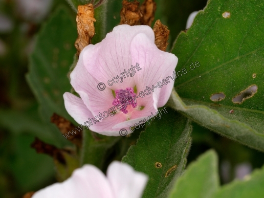 Althaea officinalis (Echte Eibisch)