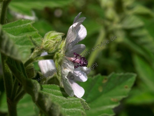 Althaea officinalis (Echte Eibisch)