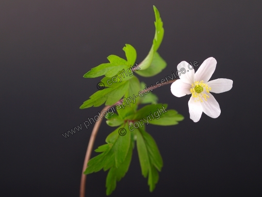 Anemone nemorosa (Buschwindröschen)