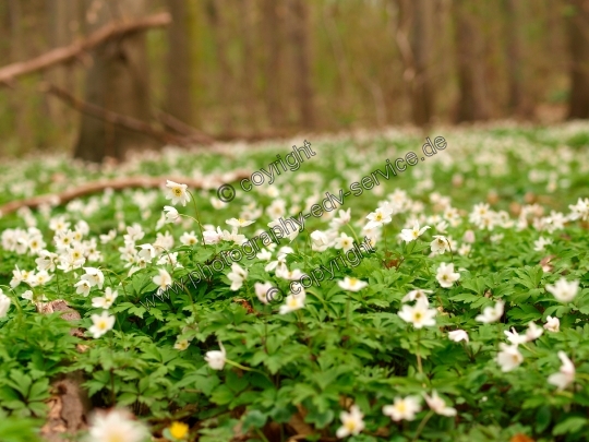 Anemone nemorosa (Buschwindröschen)