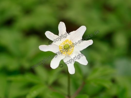 Anemone nemorosa (Buschwindröschen)