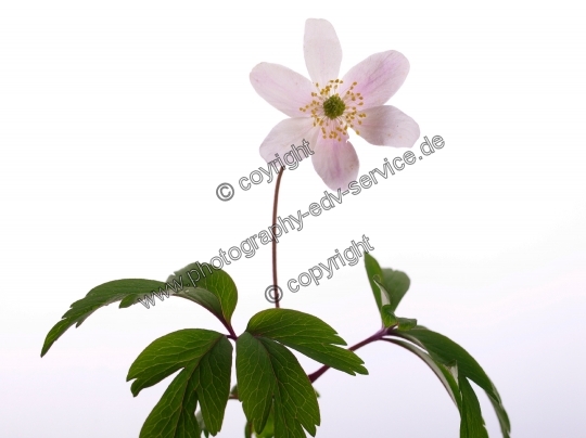 Anemone nemorosa (Buschwindröschen)