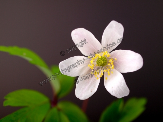 Anemone nemorosa (Buschwindröschen)