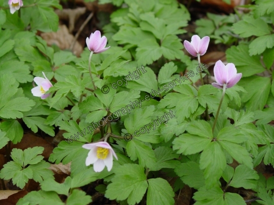 Anemone nemorosa (Buschwindröschen)