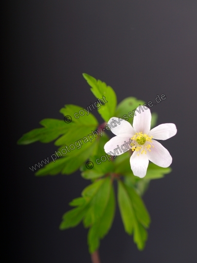 Anemone nemorosa (Buschwindröschen)