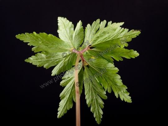 Anemone ranunculoides (Gelbe Windröschen)