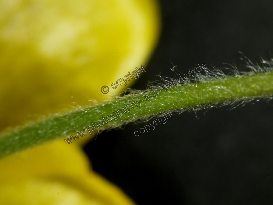 Anemone ranunculoides (Gelbe Windröschen)