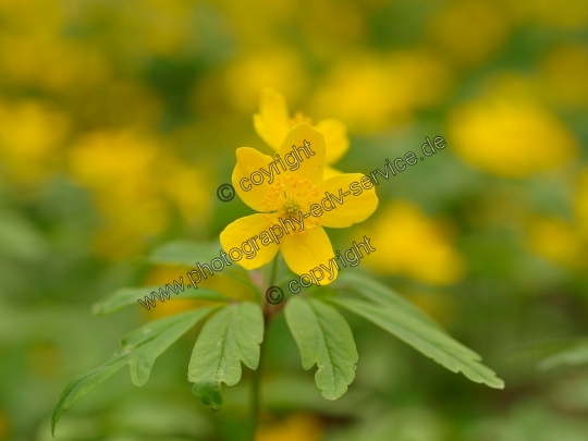 Anemone ranunculoides (Gelbe Windröschen)