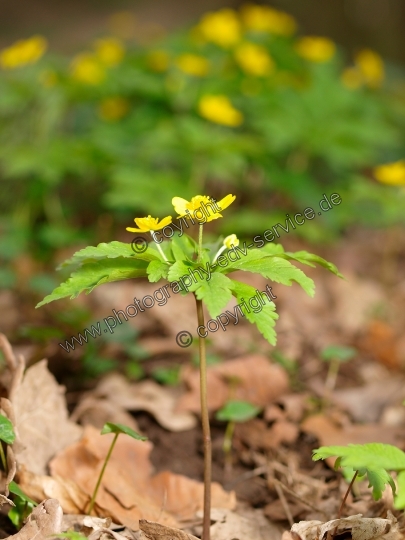 Anemone ranunculoides (Gelbe Windröschen)