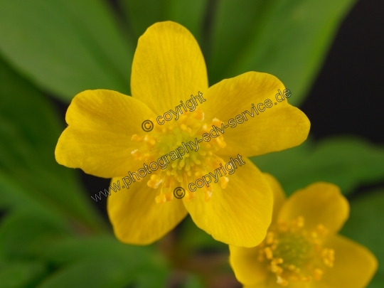 Anemone ranunculoides (Gelbe Windröschen)