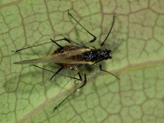 Aphis fabae (Schwarze Bohnenlaus)