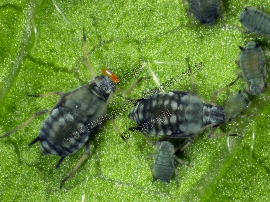 Aphis fabae (Schwarze Bohnenlaus)