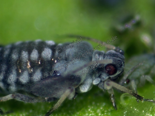 Aphis fabae (Schwarze Bohnenlaus)