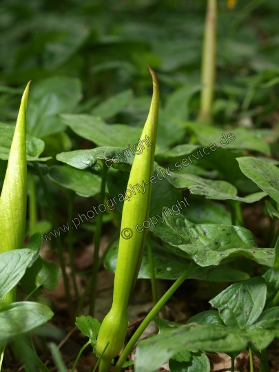 Arum maculatum (Gefleckter Aronstab)