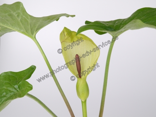 Arum maculatum (Gefleckter Aronstab)