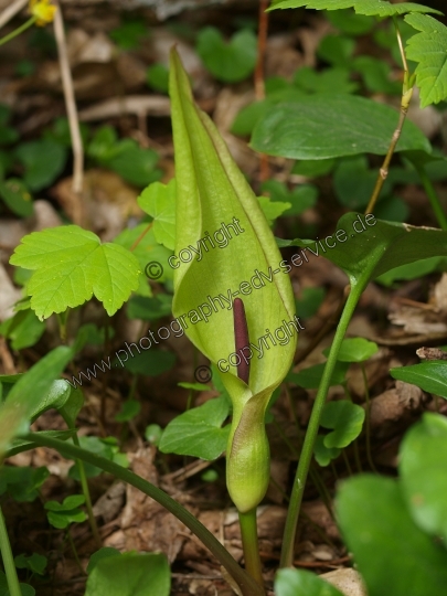 Arum maculatum (Gefleckter Aronstab)