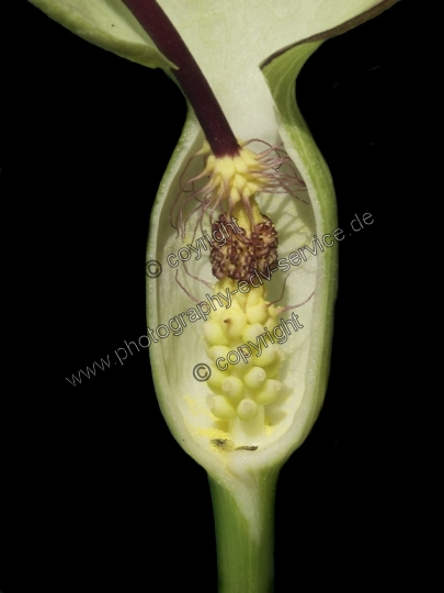 Arum maculatum (Gefleckter Aronstab)