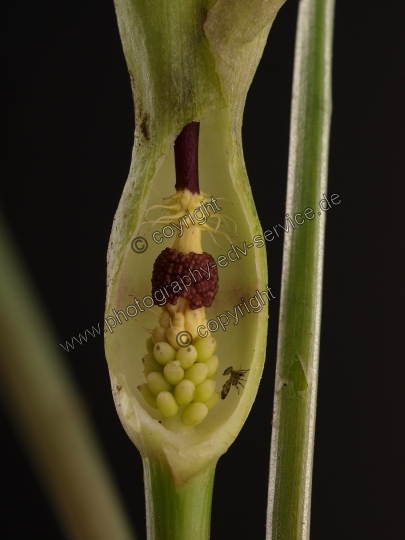 Arum maculatum (Gefleckter Aronstab)