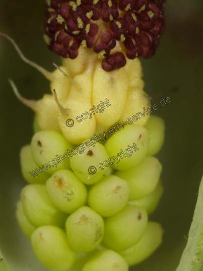 Arum maculatum (Gefleckter Aronstab)