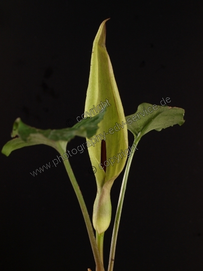 Arum maculatum (Gefleckter Aronstab)