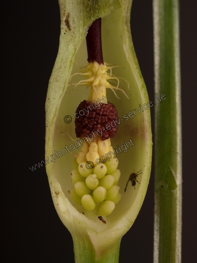 Arum maculatum (Gefleckter Aronstab)