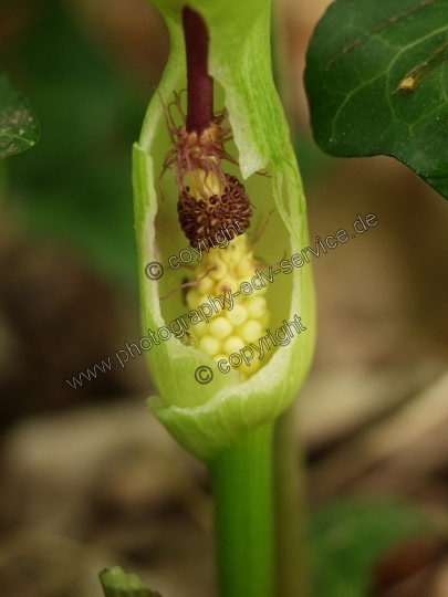 Arum maculatum (Gefleckter Aronstab)